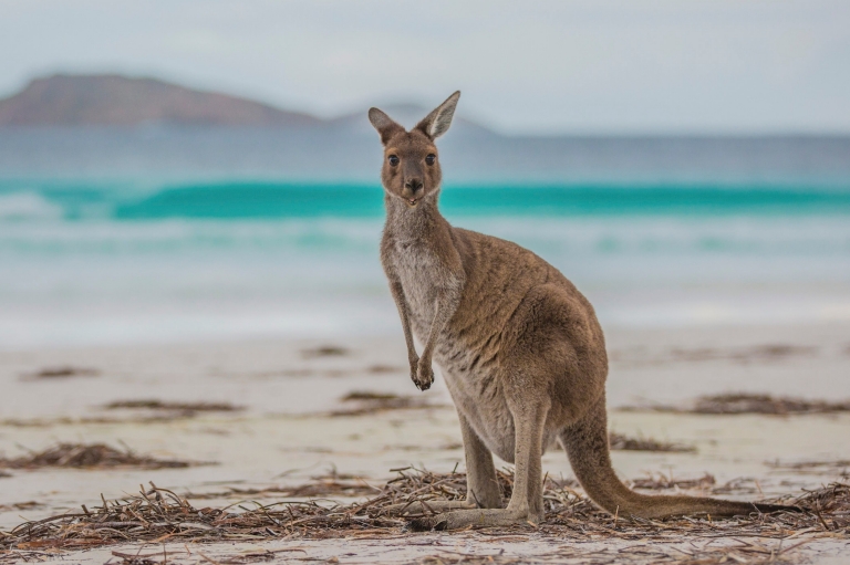 Australia loan贷款业务详细介绍以及比较